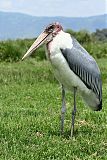 Marabou Stork